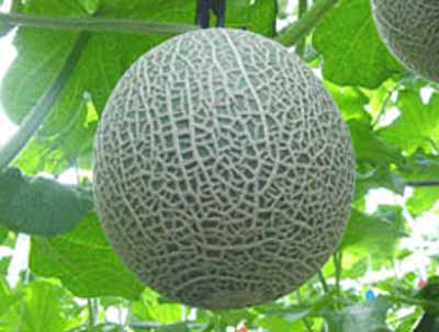 かぼちゃ・メロン